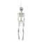 20" Jointed Skeleton Hanging Halloween Decoration
